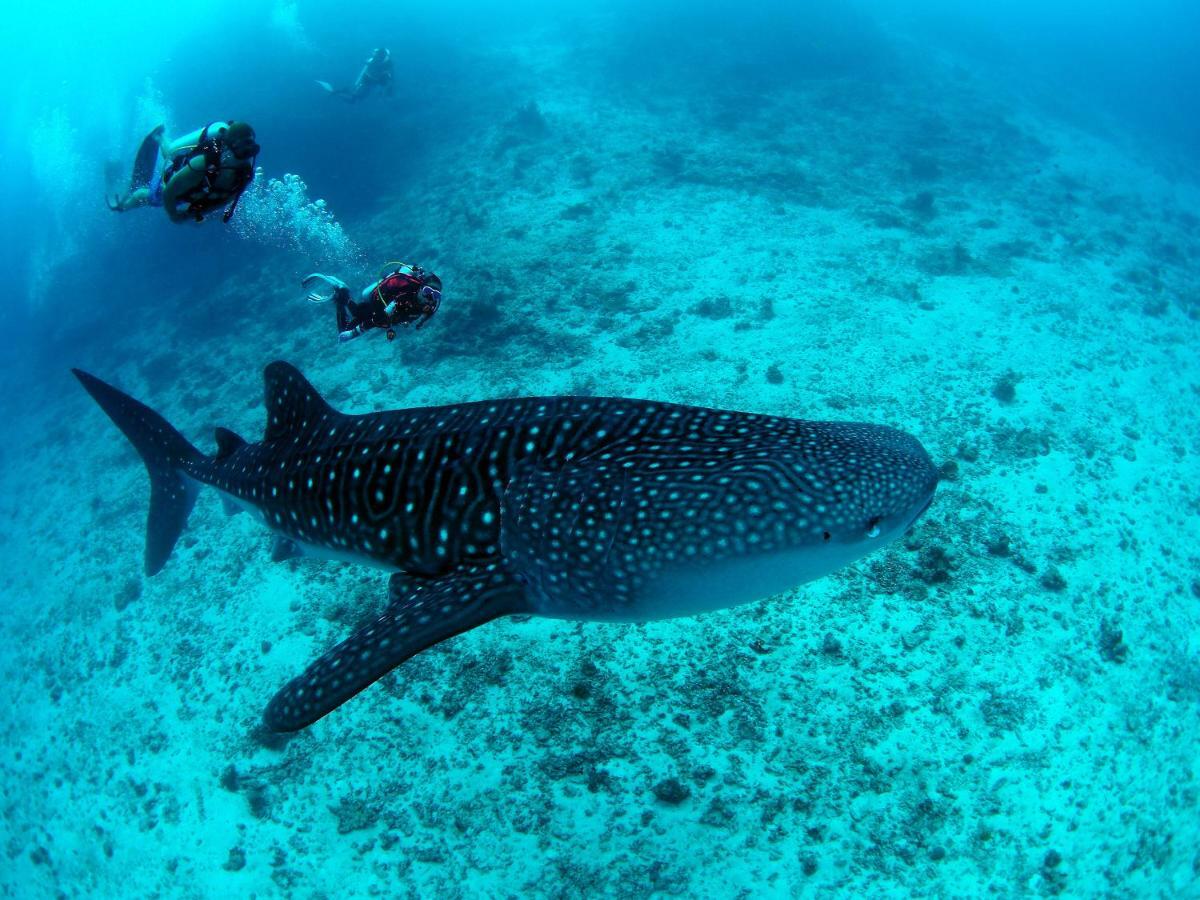 White Sand Dhigurah Dhigurah  Extérieur photo